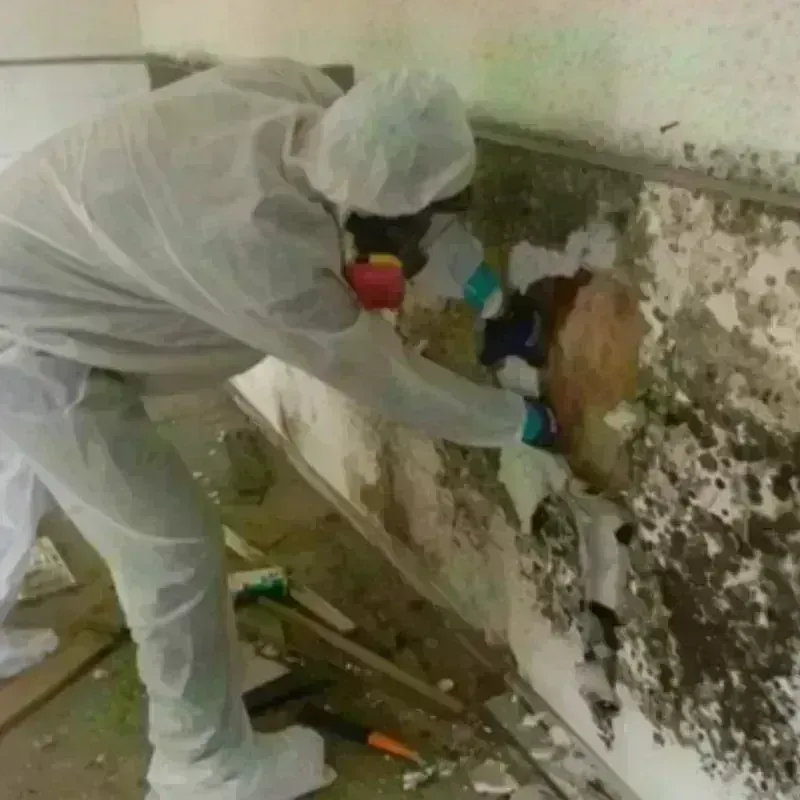 Mold Remediation and Removal in Red River Parish, LA